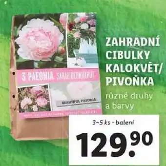 Lidl ZAHRADNÍ CIBULKY KALOKVĚT/PIVOŇKA, 3-5 ks nabídka