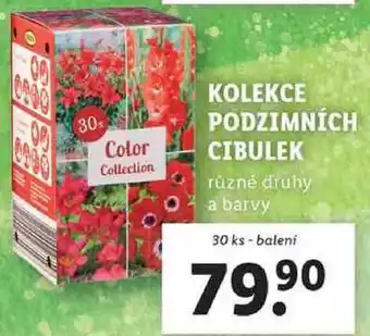 Lidl KOLEKCE PODZIMNÍCH CIBULEK, 30 ks nabídka