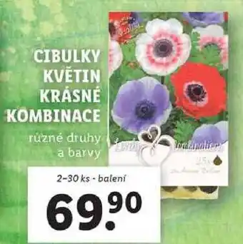 Lidl CIBULKY KVĚTIN KRÁSNÉ KOMBINACE, 2-30 ks nabídka