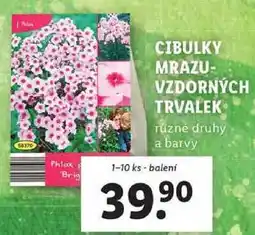 Lidl CIBULKY MRAZU- VZDORNÝCH TRVALEK, 1-10 ks nabídka