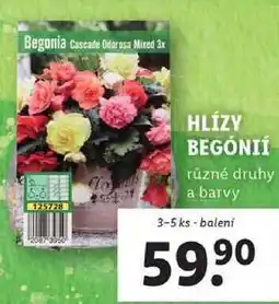 Lidl HLÍZY BEGÓNIÍ, 3-5 ks nabídka