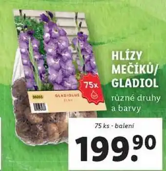 Lidl HLÍZY MEČÍKŮ/GLADIOL, 75 ks nabídka