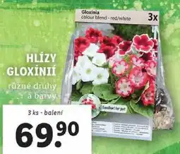 Lidl HLÍZY GLOXÍNIÍ, 3 ks nabídka