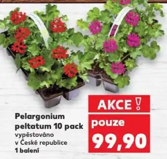 Kaufland Pelargonium peltatum nabídka