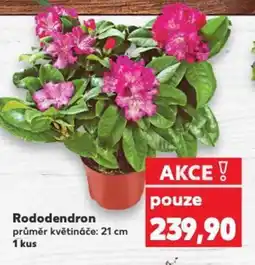 Kaufland Rododendron nabídka