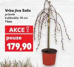 Kaufland Vrba jíva Salix nabídka