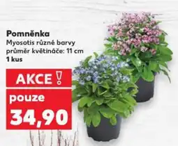 Kaufland Pomněnka nabídka