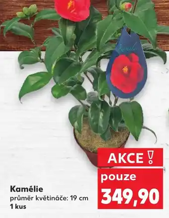 Kaufland Kamélie nabídka