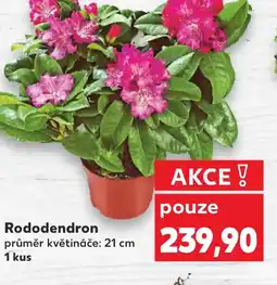 Kaufland Rododendron nabídka