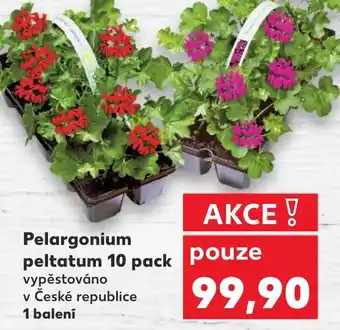 Kaufland Pelargonium peltatum 10 pack nabídka