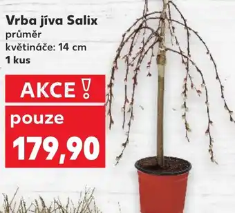 Kaufland Vrba jiva Salix nabídka