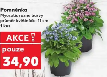 Kaufland Pomněnka nabídka