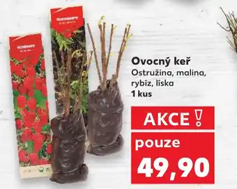 Kaufland Ovocný keř nabídka