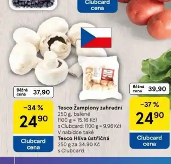 Tesco Žampiony zahradní nabídka