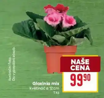 Billa Gloxinia mix nabídka