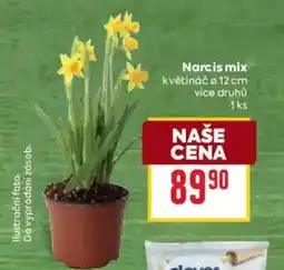 Billa Narcis mix nabídka