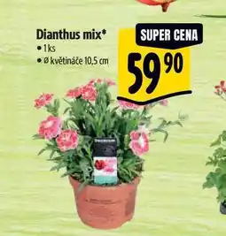 Albert Dianthus mix, pr. květináče 10,5 cm nabídka