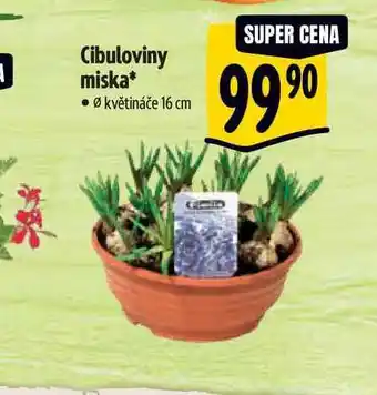 Albert Cibuloviny miska, pr. květináče 16 cm nabídka