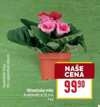 Billa Gloxinia mix květináč o 12 cm 1ks nabídka