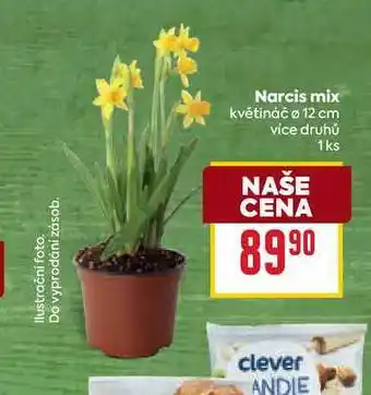 Billa Narcis mix květináč o 12 cm nabídka