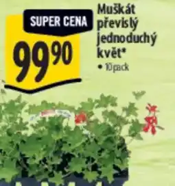 Albert Muškát převislý jednoduchý květ nabídka