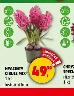 Penny Market Hyacint cibule mix nabídka