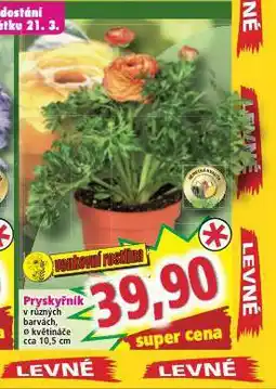 Norma Pryskyřník nabídka
