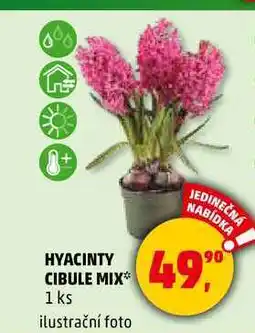 Penny Market HYACINTY CIBULE MIX, 1 ks nabídka