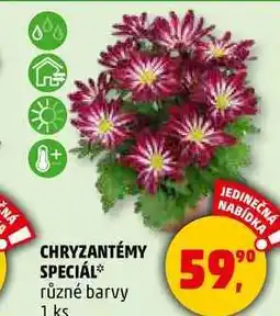 Penny Market CHRYZANTÉMY SPECIÁL různé barvy, 1 ks nabídka