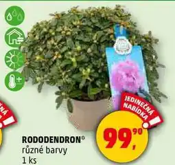 Penny Market RODODENDRON různé barvy, 1 ks nabídka