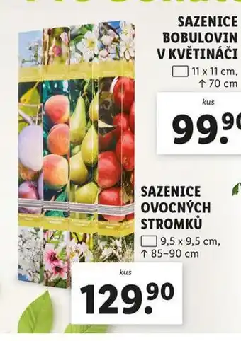 Lidl Sazenice ovocných stomků nabídka