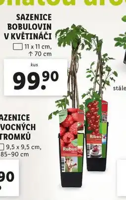 Lidl Sazenice bobulovin v květináči nabídka