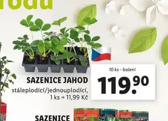 Lidl Sazenice jahod nabídka