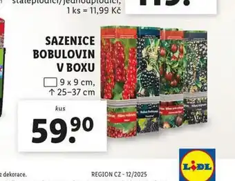 Lidl Sazenicde bobulovin v boxu nabídka