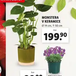 Lidl Monstera v keramice nabídka