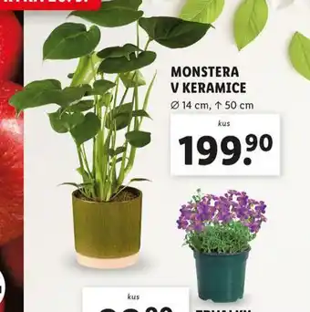 Lidl Monstera v keramice nabídka