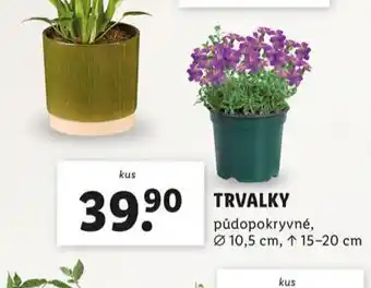 Lidl Trvalky nabídka