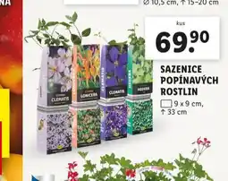 Lidl Sazenice ůpopínavých rostlin nabídka