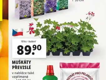 Lidl Muškáty převislé nabídka