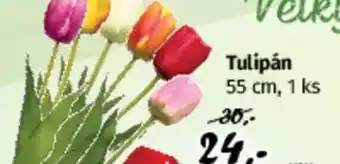 PRIOR Tulipán nabídka