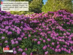 Baumax Rhododendron * mix druhů nabídka