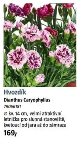 Bauhaus Hvozdík Dianthus Caryophyllus nabídka