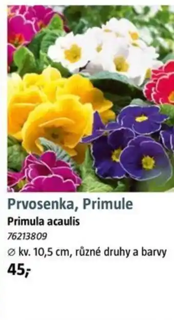 Bauhaus Prvosenka, Primule nabídka