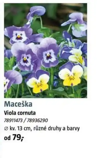 Bauhaus Maceška Viola cornuta nabídka