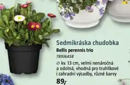 Bauhaus Sedmikráska chudobka Bellis perennis trio nabídka