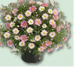 Bauhaus Margarita, Pařížská kopretina Argyranthemum frutescens nabídka