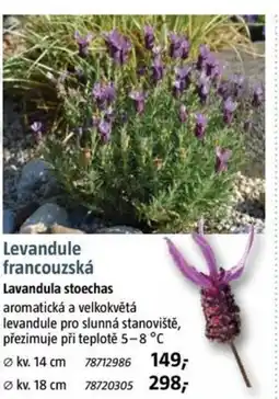 Bauhaus Levandule francouzská Lavandula stoechas nabídka