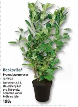 Bauhaus Bobkovišeň Prunus laurocerasus nabídka