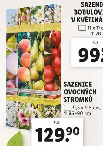 Lidl SAZENICE OVOCNÝCH STROMKŮ nabídka