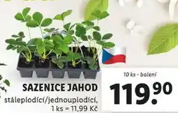 Lidl SAZENICE JAHOD, 10 ks - balení nabídka